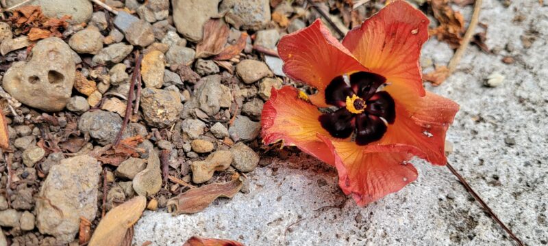 Send your best photos from Maui County to mauiphotos@mauinews.com for a chance to see them featured on our website and in our weekly print edition.